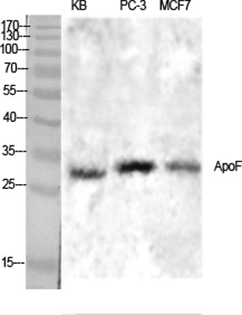ApoF rabbit pAb