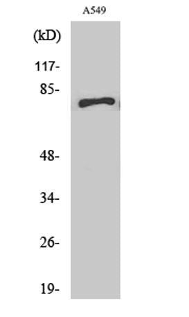 APPL1 rabbit pAb