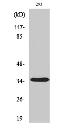 AQP4 rabbit pAb
