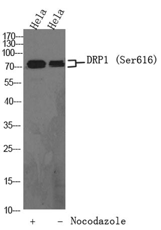 DRP1 (phospho-Ser616)  rabbit pAb
