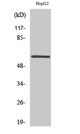 AR α2C rabbit pAb