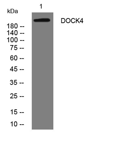 DOCK4 rabbit pAb