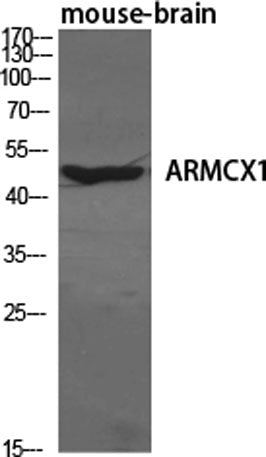 ARMCX1 rabbit pAb