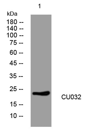 CU032 rabbit pAb