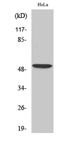 ATF-2 rabbit pAb