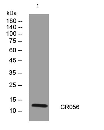 CR056 rabbit pAb