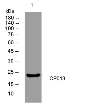 CP013 rabbit pAb