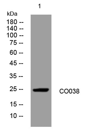 CO038 rabbit pAb