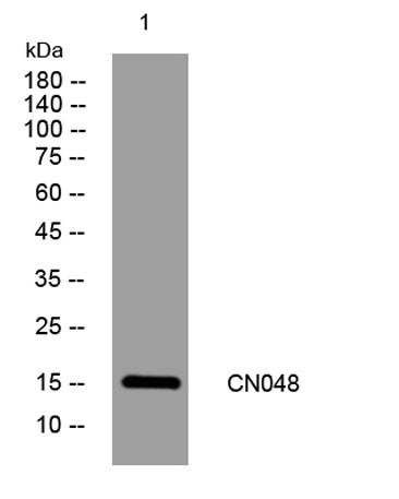 CN048 rabbit pAb