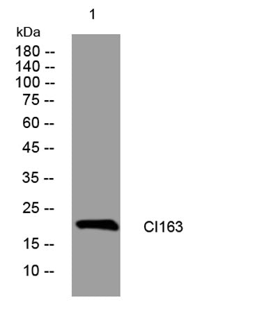 CI163 rabbit pAb
