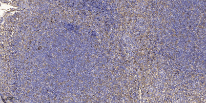CI153 rabbit pAb