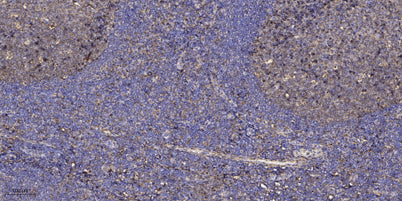 CI092 rabbit pAb