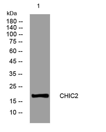 CHIC2 rabbit pAb