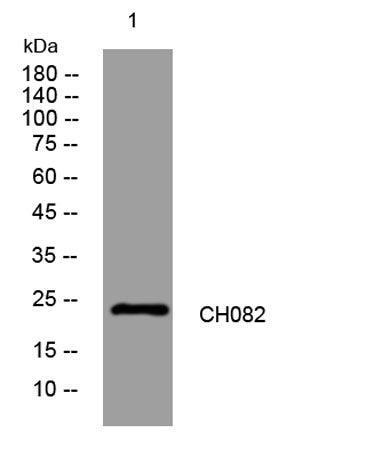 CH082 rabbit pAb