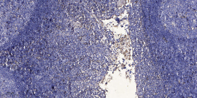 CH012 rabbit pAb