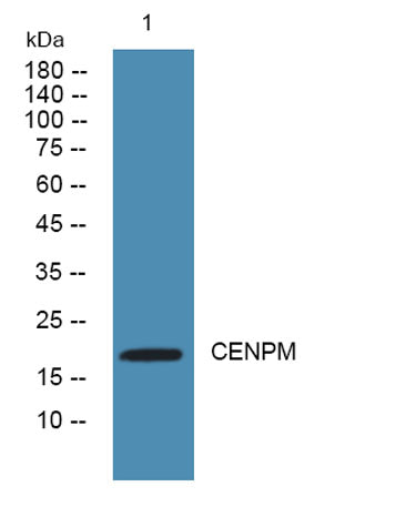 CENP-M rabbit pAb
