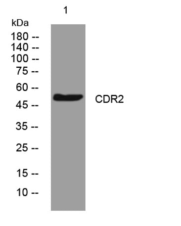 CDR2 rabbit pAb