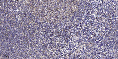 CDC26 rabbit pAb
