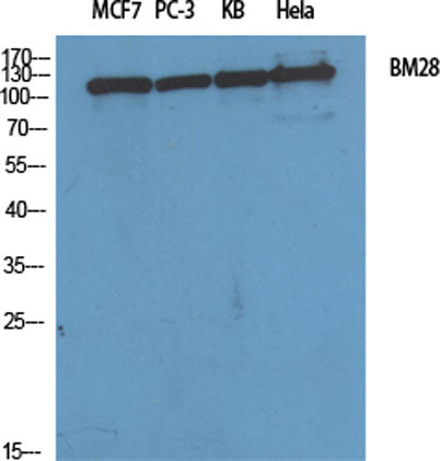 BM28 rabbit pAb