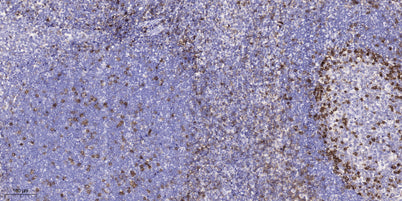 CD105 rabbit pAb
