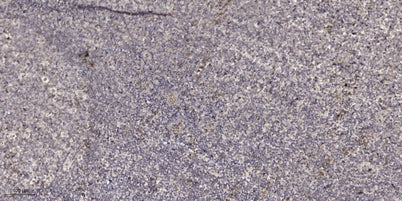 CD048 rabbit pAb