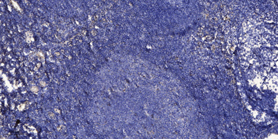 CD006 rabbit pAb