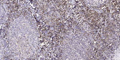 CD003 rabbit pAb