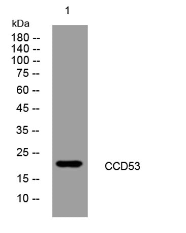 CCD53 rabbit pAb