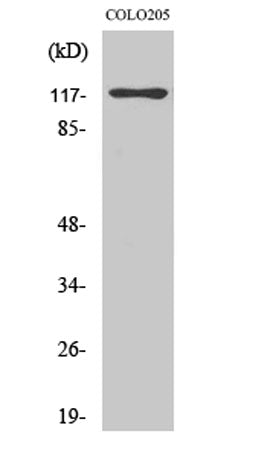 C/EBP ζ rabbit pAb