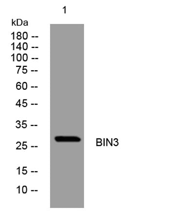 BIN3 rabbit pAb