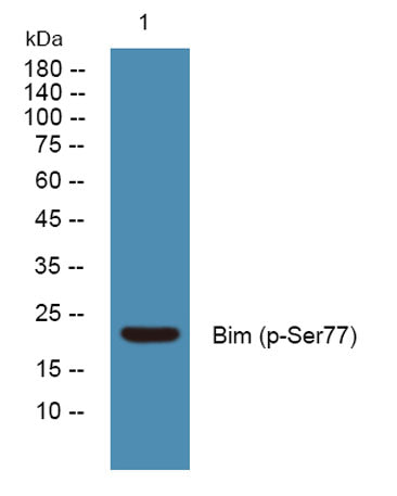Bim (phospho-Ser77)  rabbit pAb