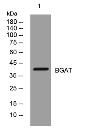 BGAT rabbit pAb