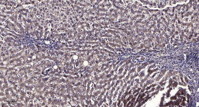 ATP5J rabbit pAb