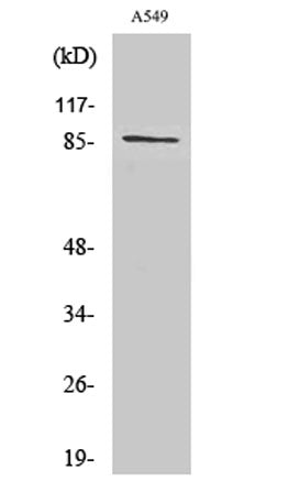 Cadherin-7 rabbit pAb