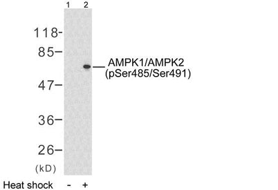 AMPKα1 (phospho-Ser485)  rabbit pAb