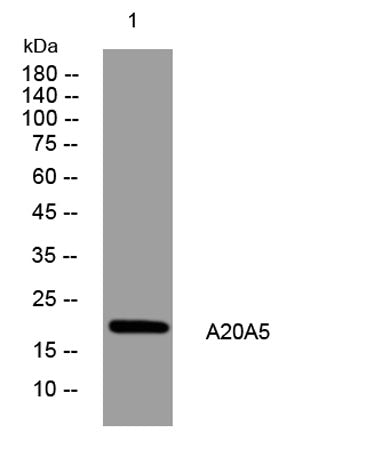 A20A5 rabbit pAb
