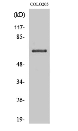 CD108 rabbit pAb