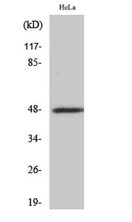CD172b rabbit pAb