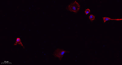 CD31 rabbit pAb