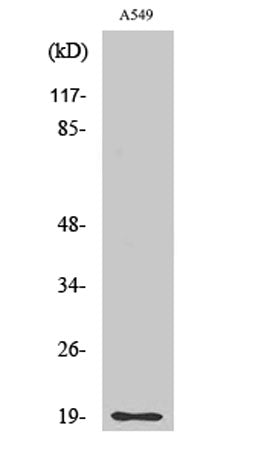 CD3-δ rabbit pAb