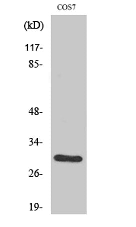 CD40 rabbit pAb