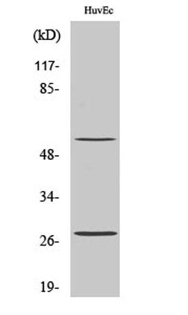 CD69 rabbit pAb