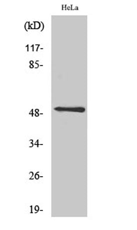 CD88 rabbit pAb