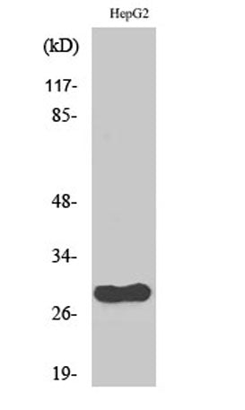CdcA3 rabbit pAb