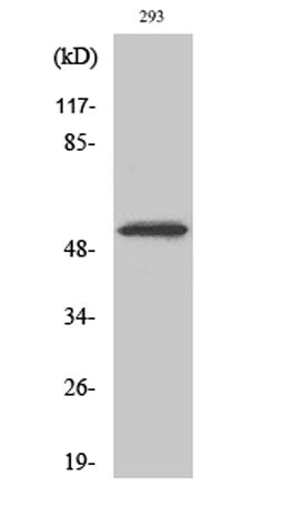 Cdk8 rabbit pAb