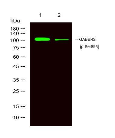 GABBR2 (Phospho Ser893) rabbit pAb