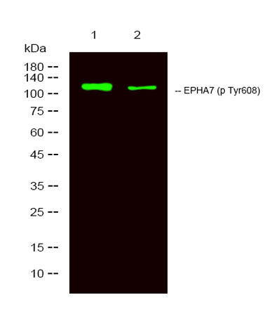EPHA7 (Phospho Tyr608) rabbit pAb