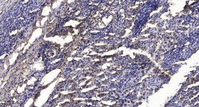 SIRT1 (GlcNAc D548)  rabbit pAb