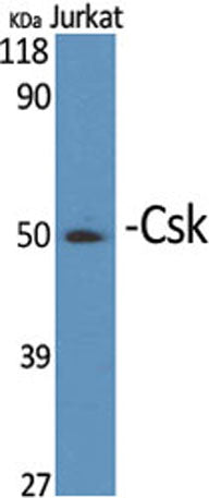 Csk rabbit pAb