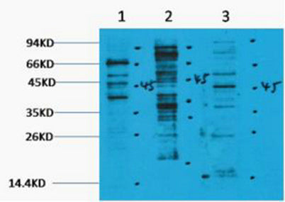 Pan Methyl Lysine rabbit pAb